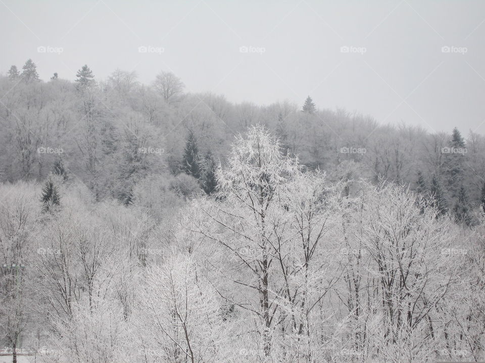 snowy woods