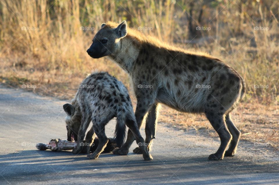 Spotted hyenas, mom and baby. Eating an animal