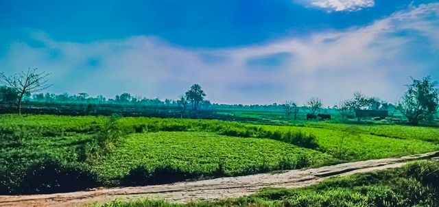 landscape