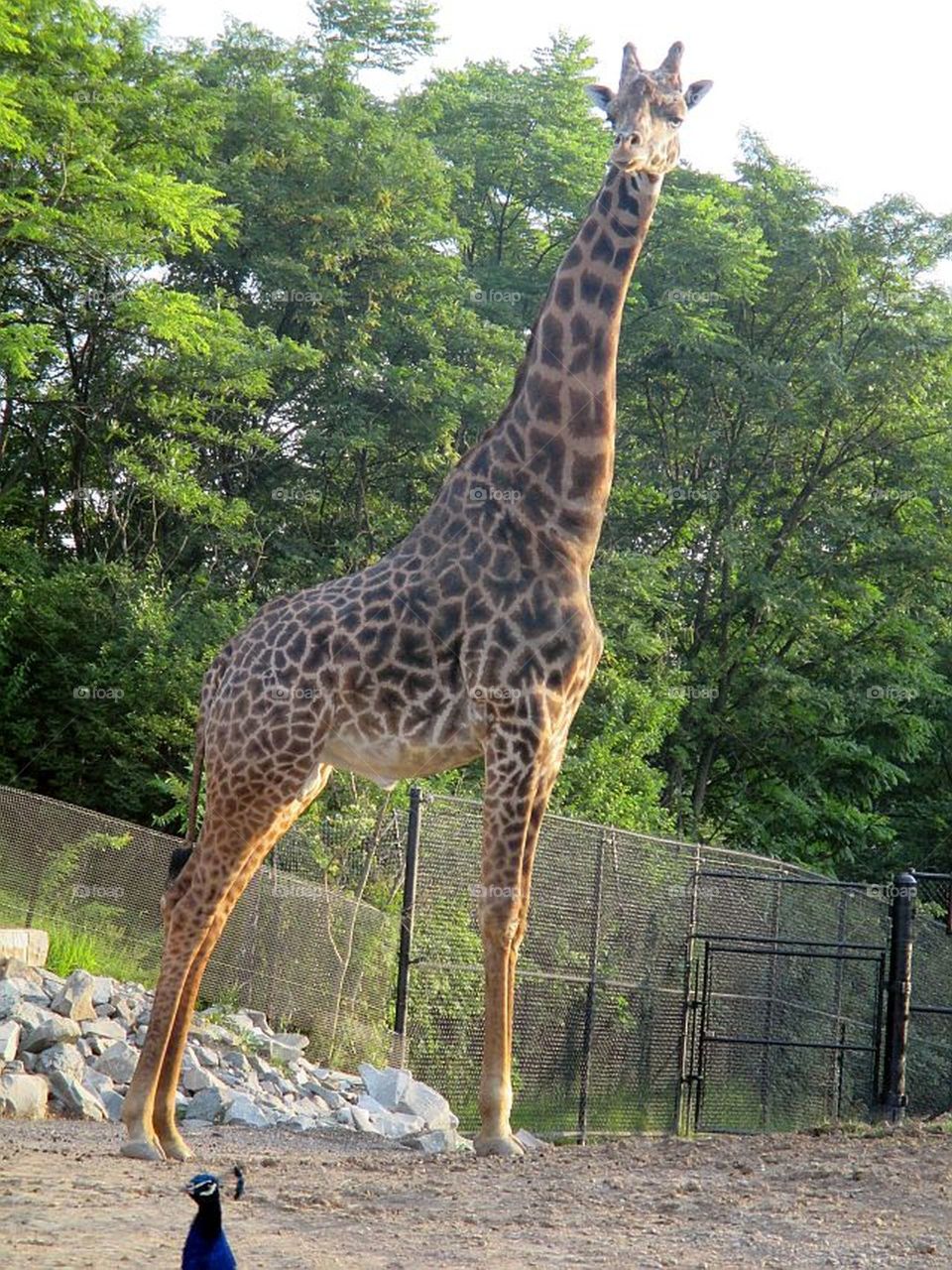 the peacock photo bombed the giraffe at the Pittsburgh Zoo