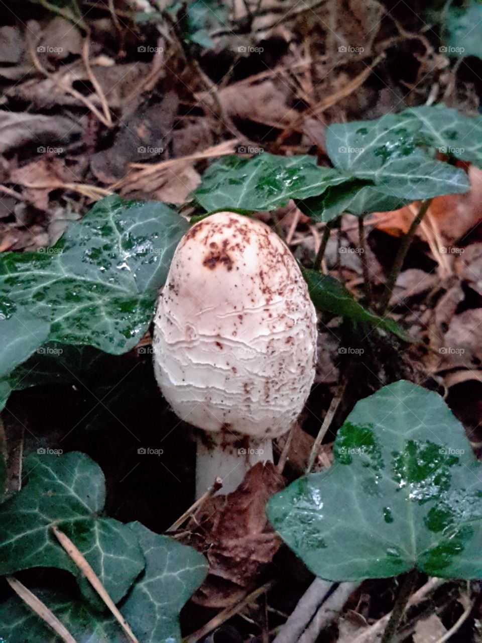 Autumn forest dwellers