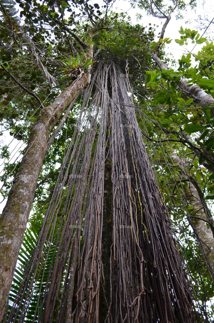Ficus tree, old San Juan, PR