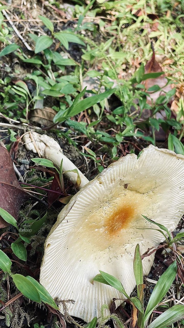 Fungus