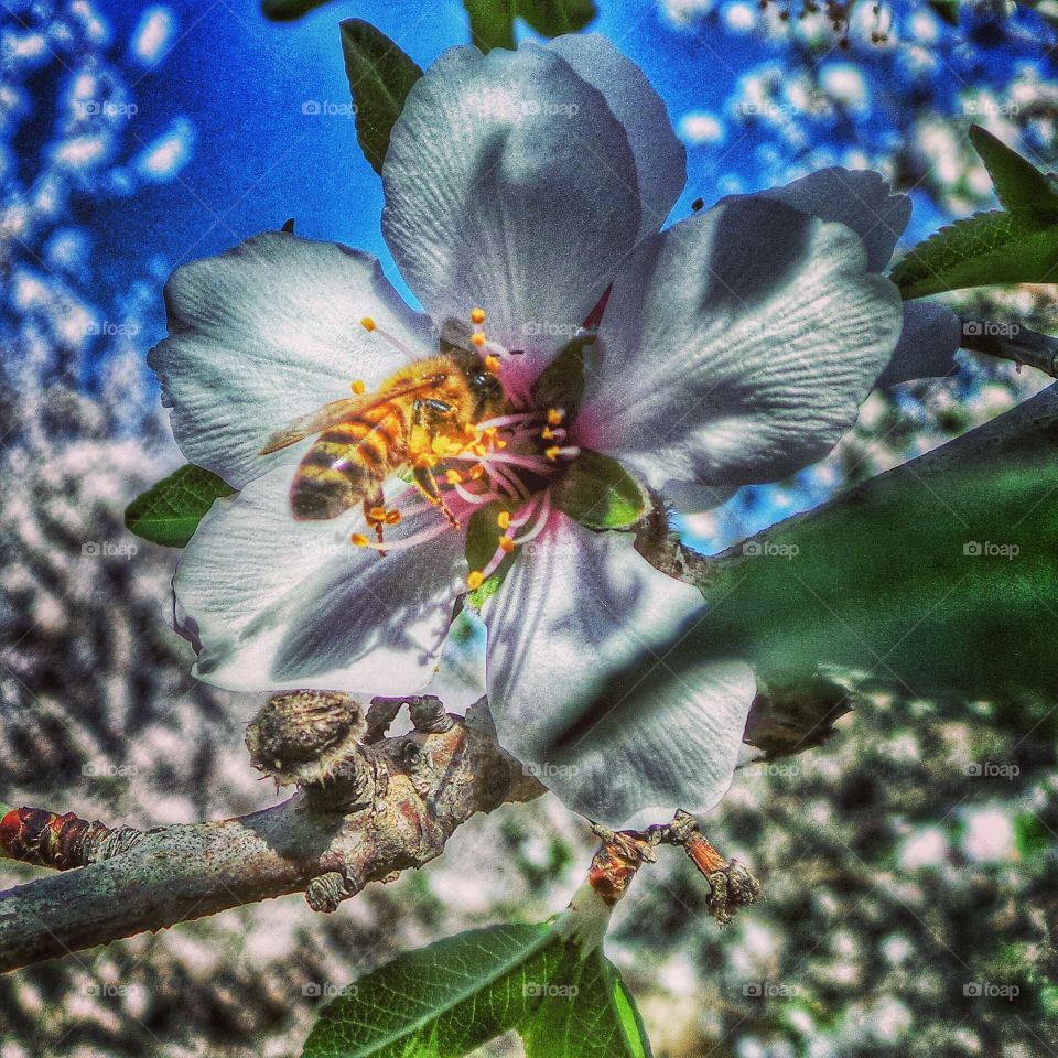 Honeybee on cherry blossom. A close-up of a honeybee in an orchard 