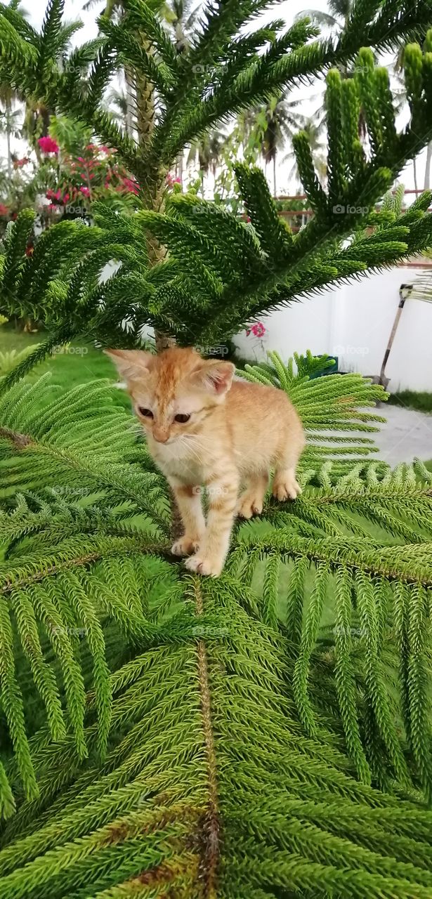 The little kitten is climbing on the tree.