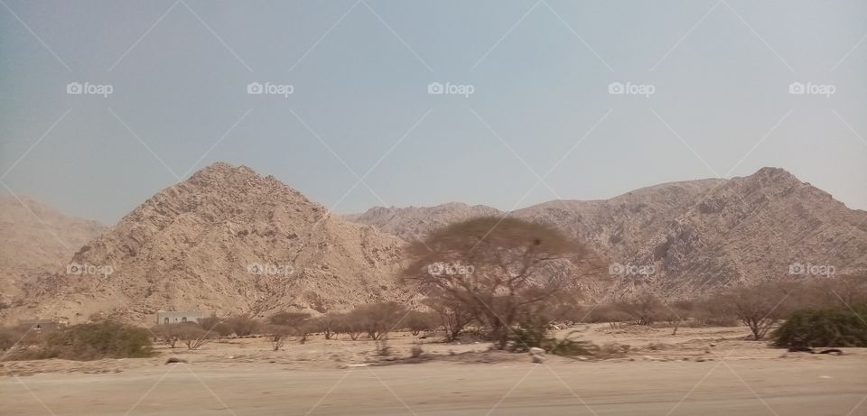 Amazing Mountains, Tree and desert