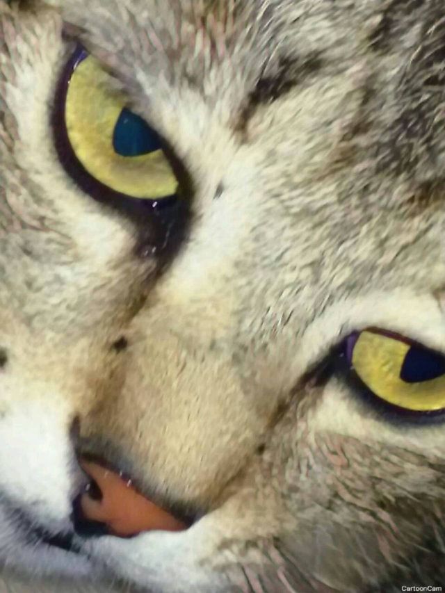 Carolina's eyes
