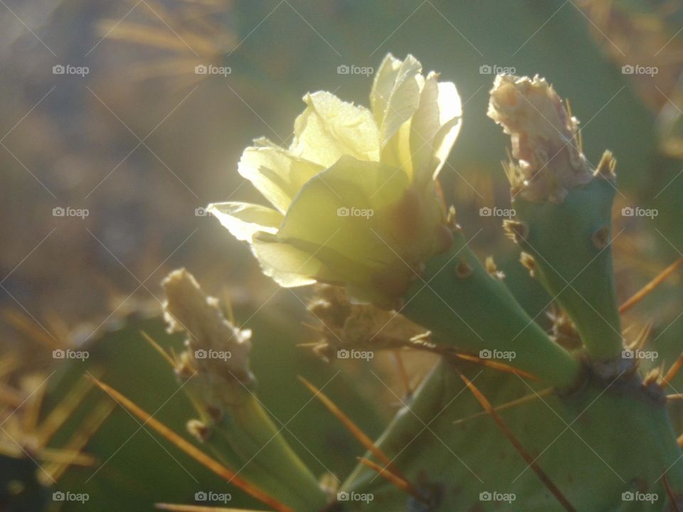 Opuntia flower