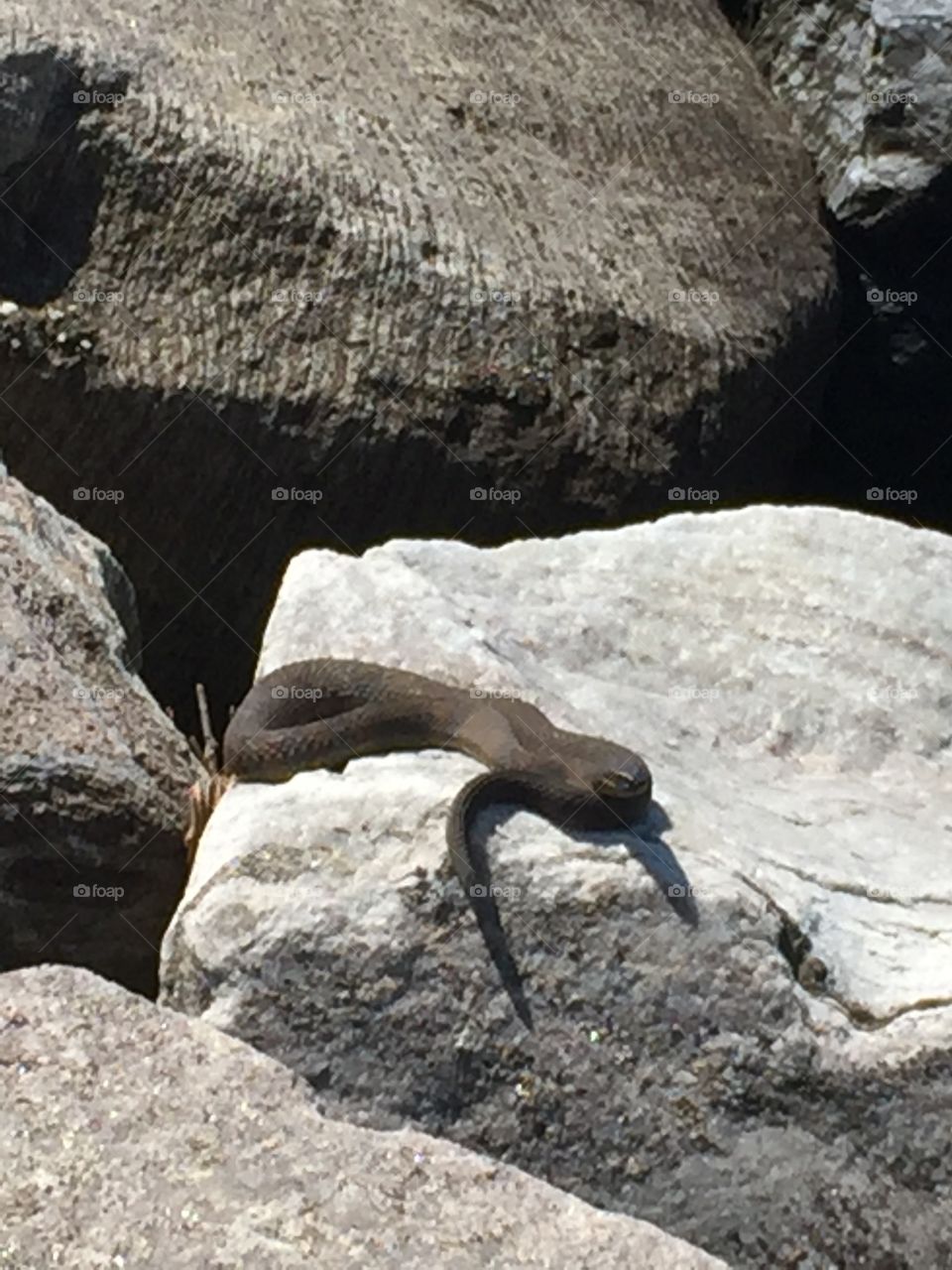 Snake out for a sunshine break