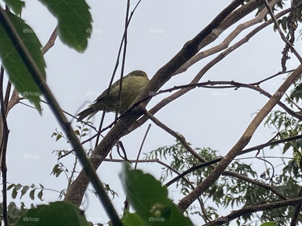 Canarinho empoleirado dorme num galho seco. Ave solitária no alto do galho em dia chuvoso.