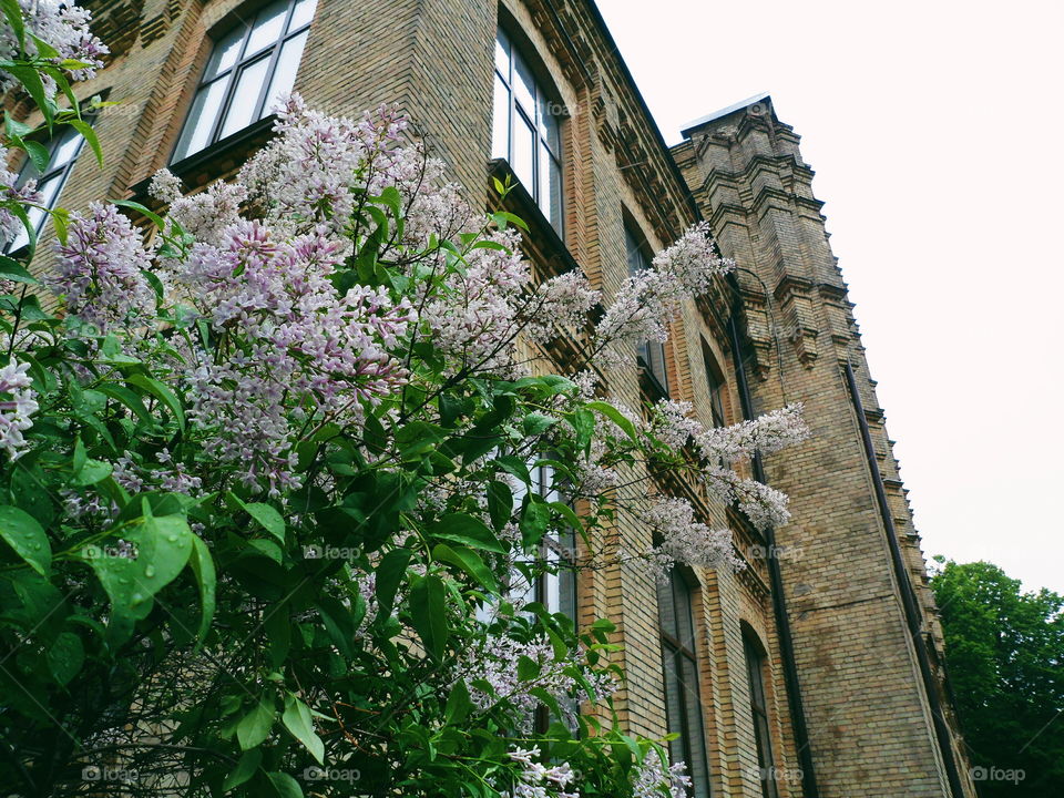 Blossoming lilac on the background of an old building
