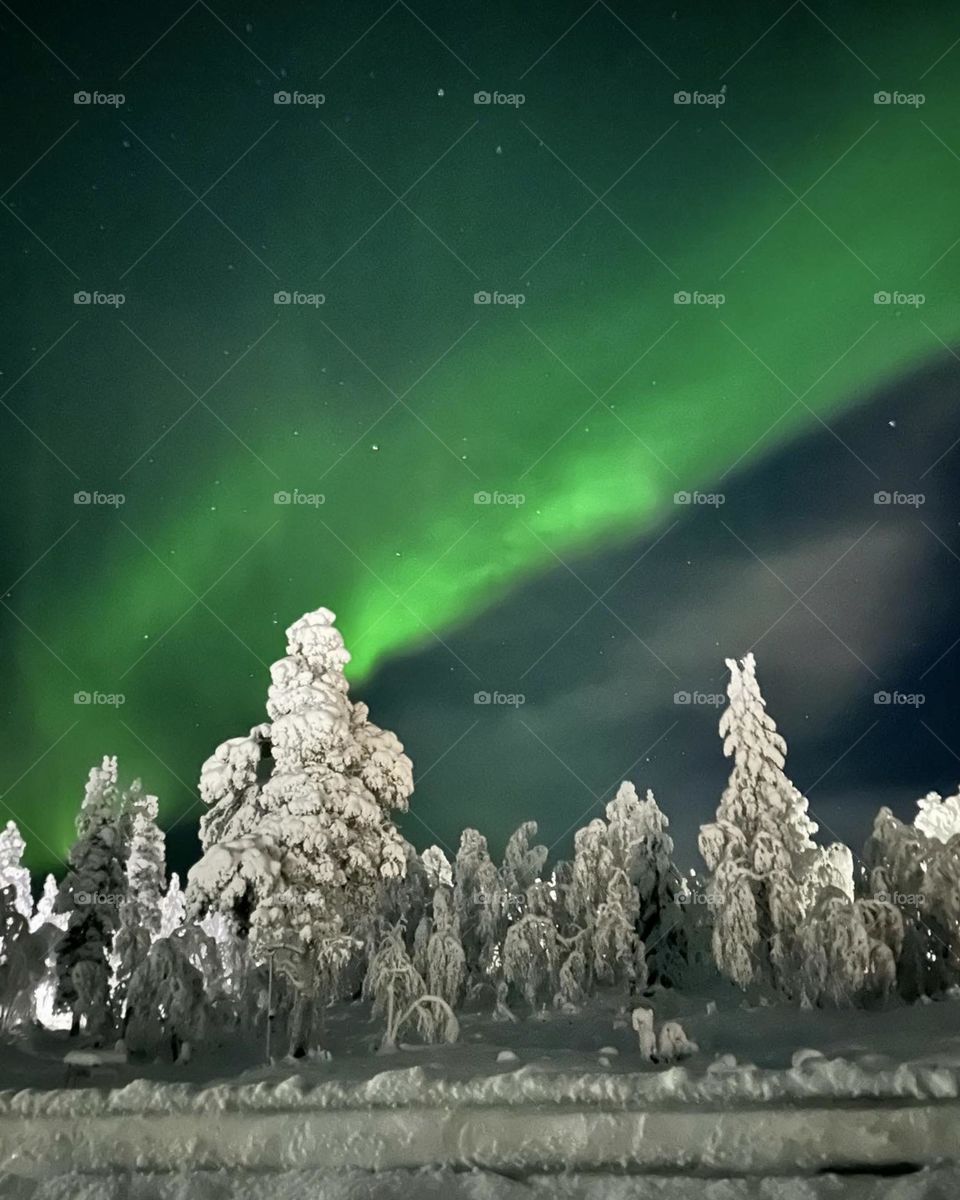 Northern light, strong green aurora, winter, snowy forest landscape