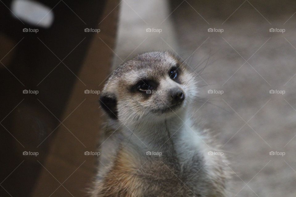 Meerkat