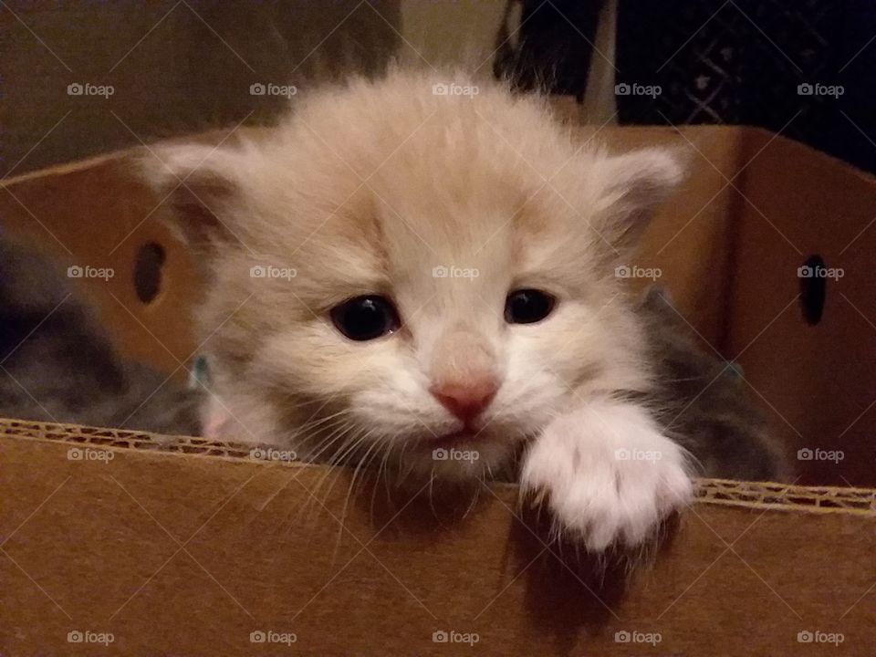 kitten