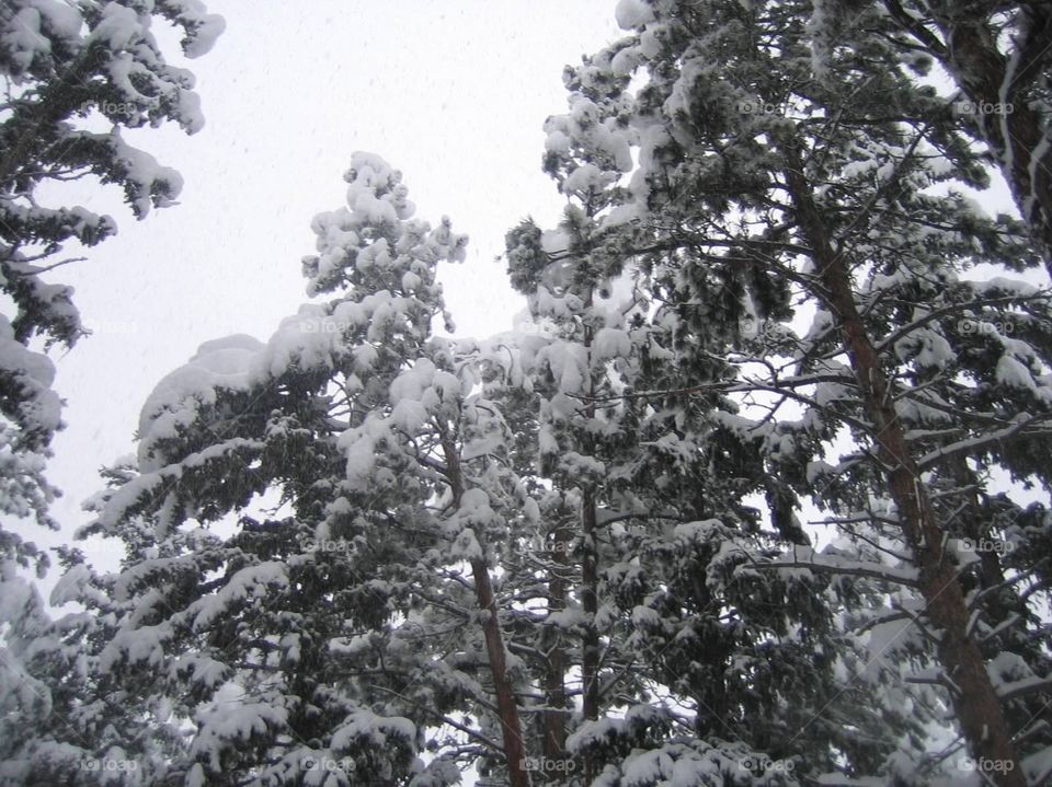 Winter . Pine trees with snow