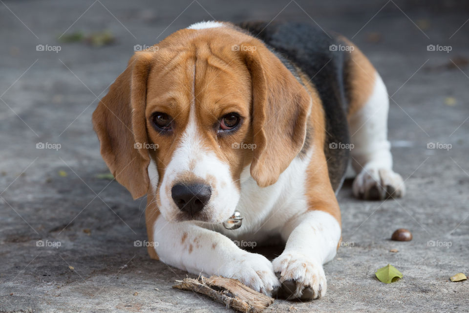 Beagle dog looking at something