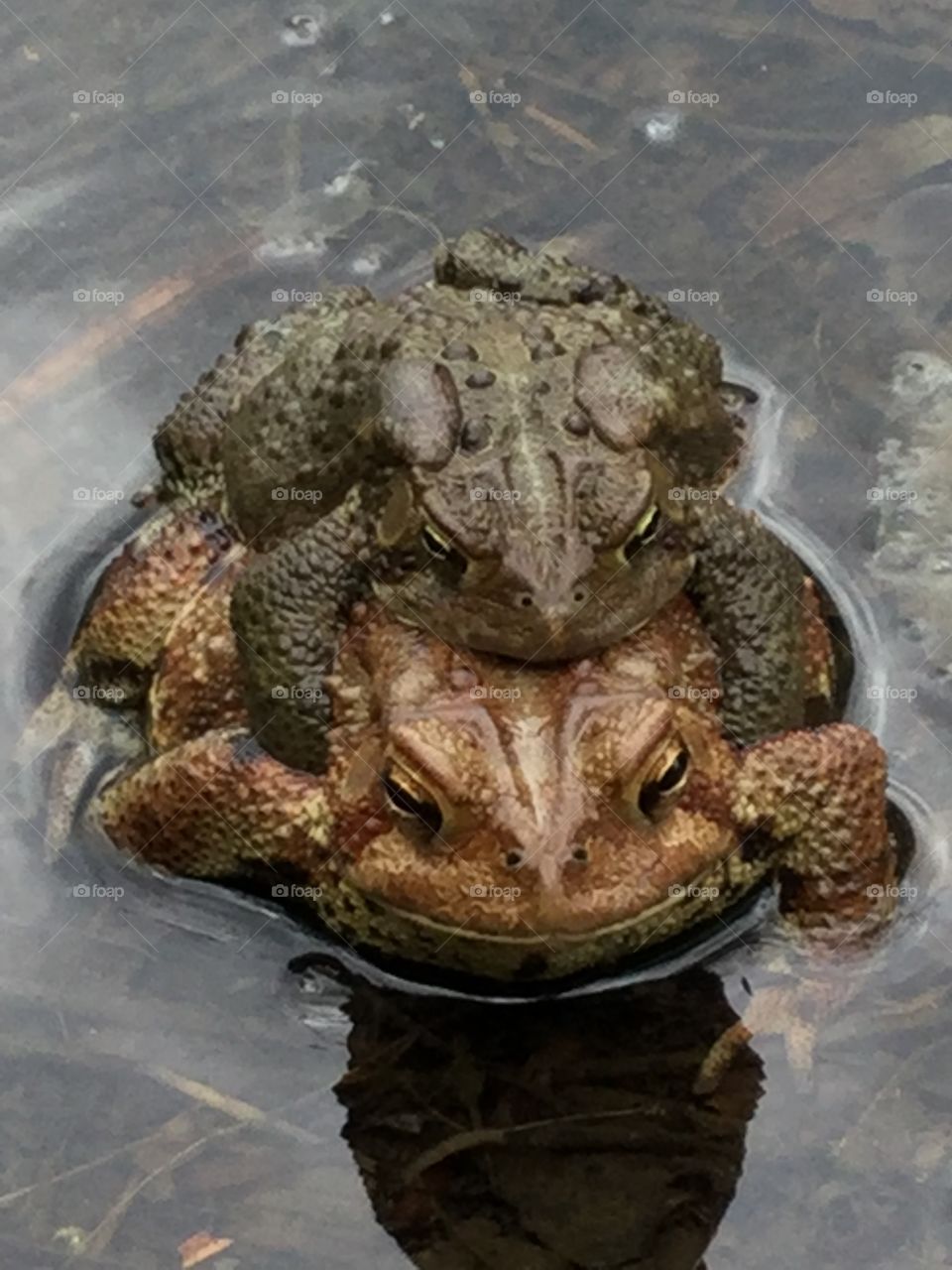 Piggyback Frogs3