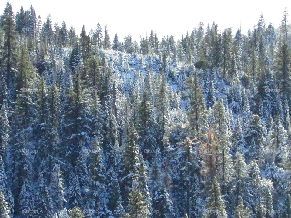 Sierra snow pine trees