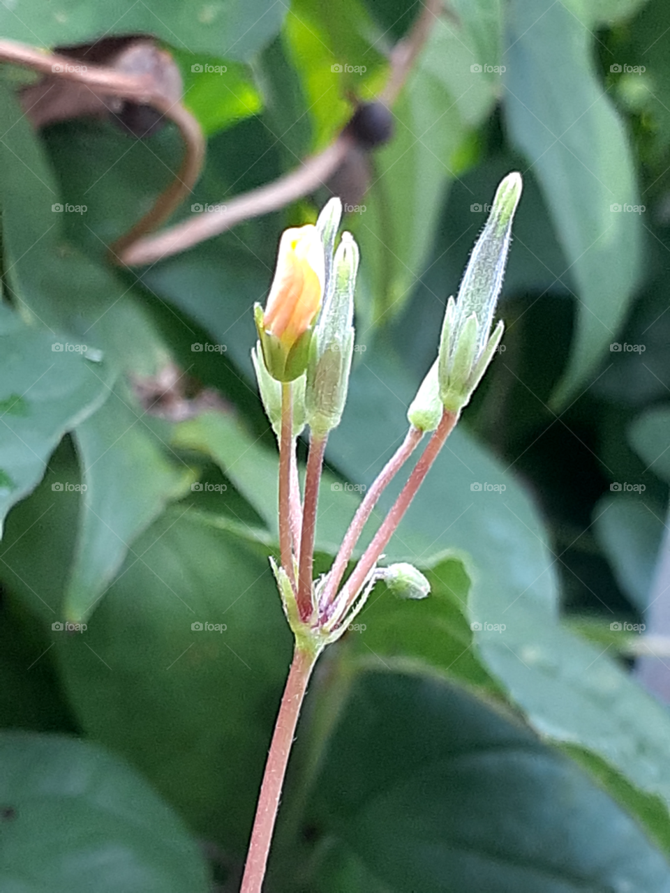 portrait of a flower