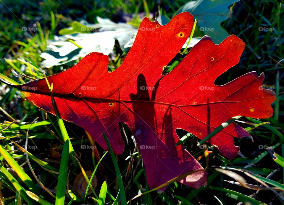 red leaf o