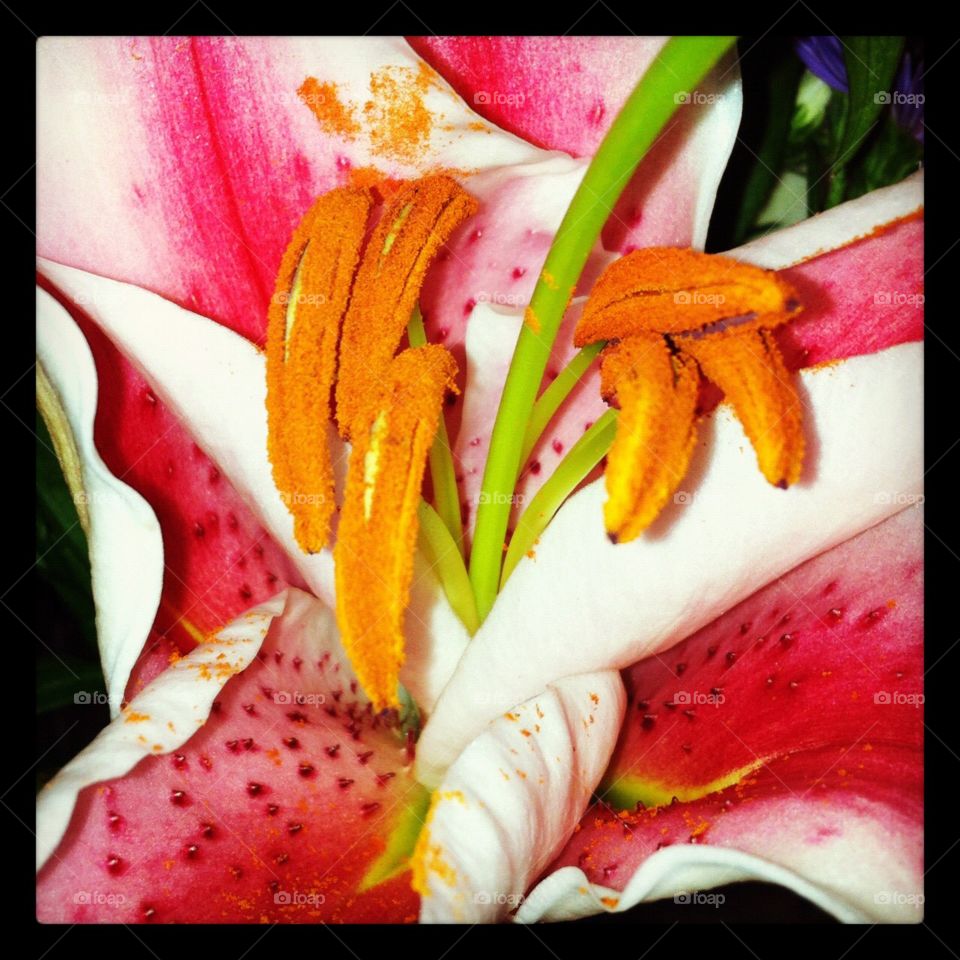 Heart of a lily 
