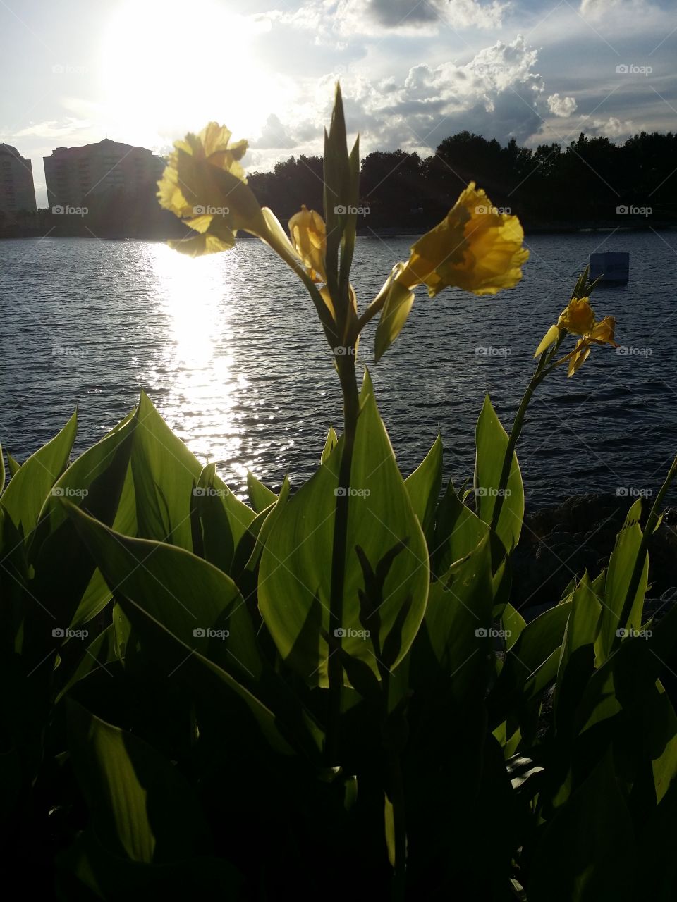 Yellow Flower By the Lake. Took this at Cranes Roost in Altamonte Springs Florida. 