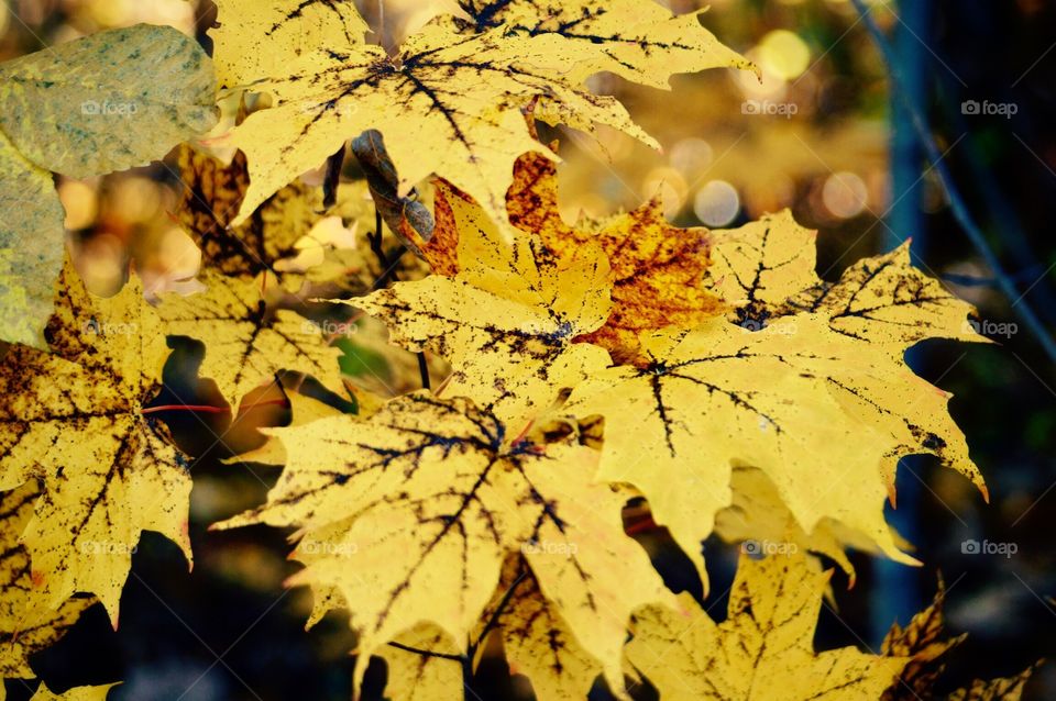Yellow leaves 