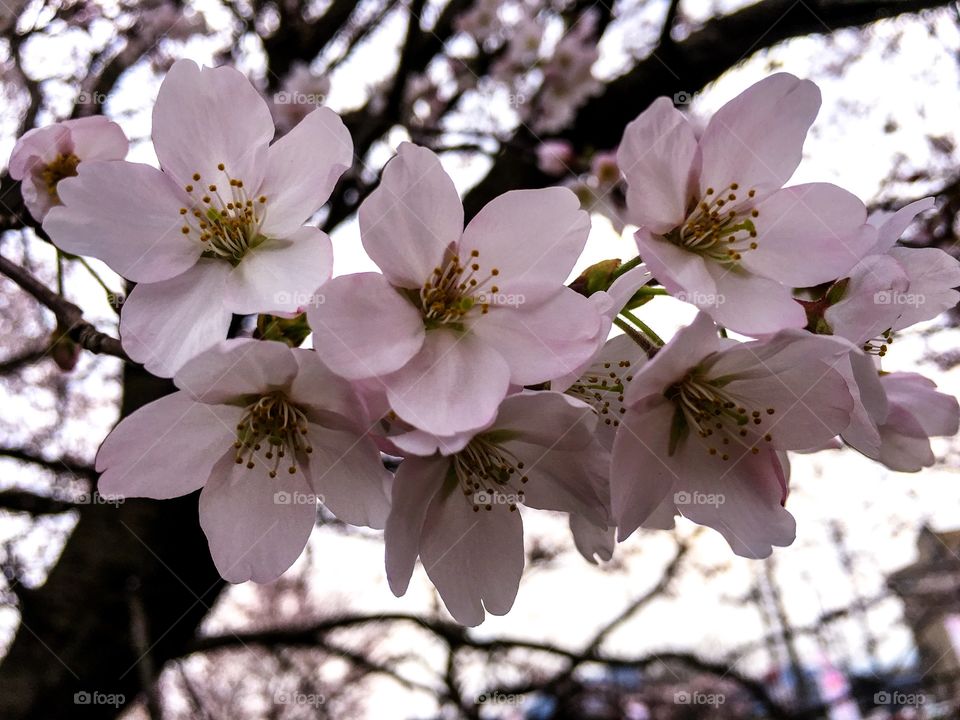 Sakura flower