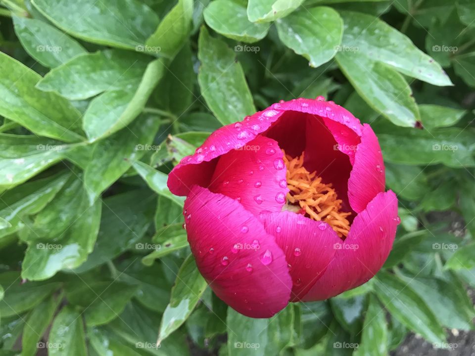 After the rain. Peonies 