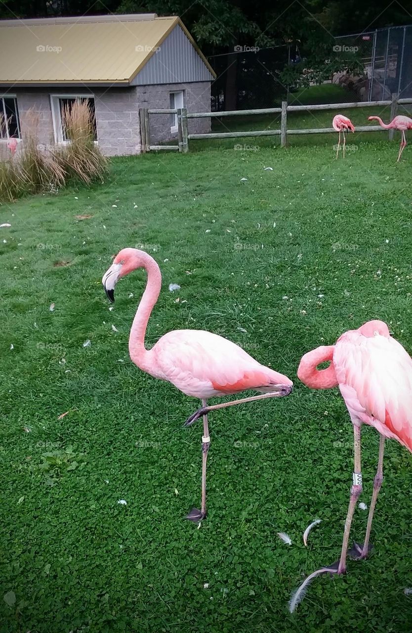 Pink Flamingo