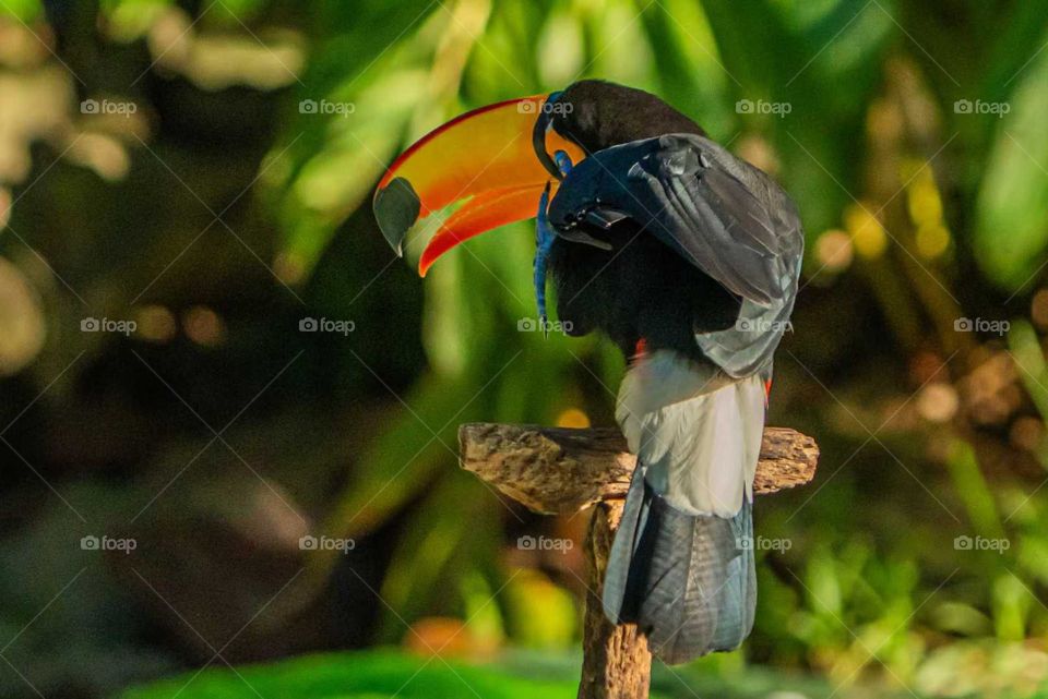 Colors in the Collision of Plant and Animal Spirits in Nature