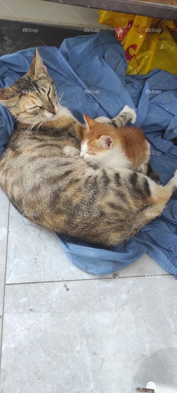 It's lunch time for the kitten