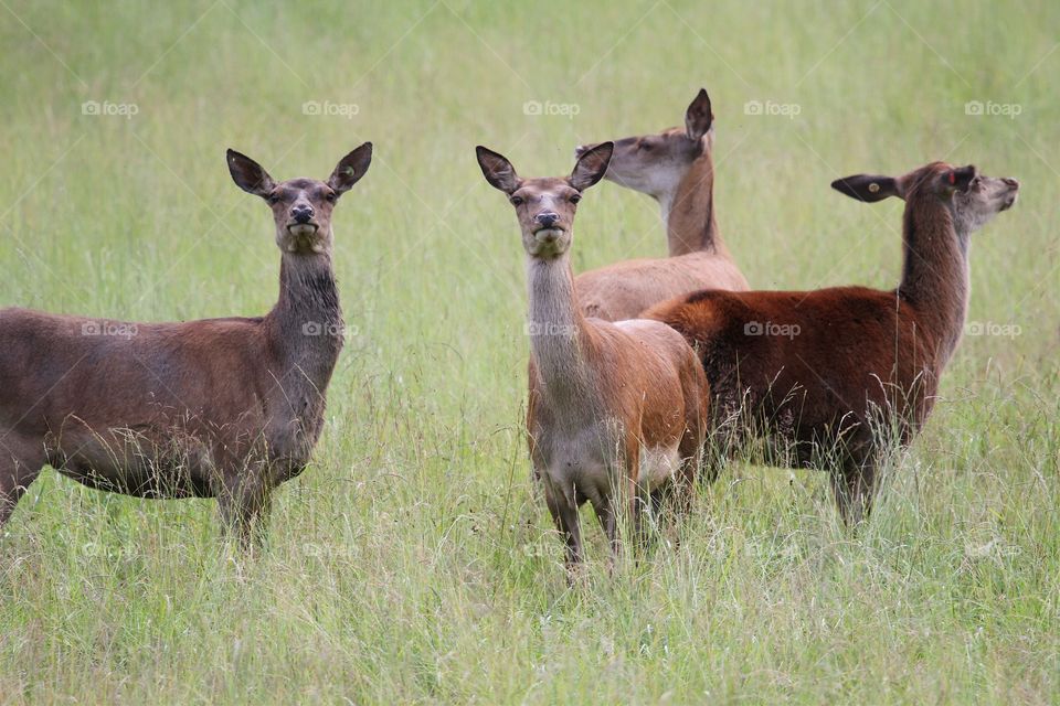 deer females in the deer farm