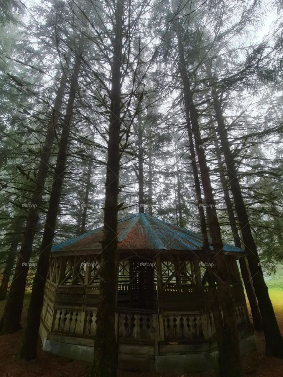 The art of architecture in the heart of the forest... A beautiful pavilion in the fence of tall forest trees!  beauty is  the magic of the forest..