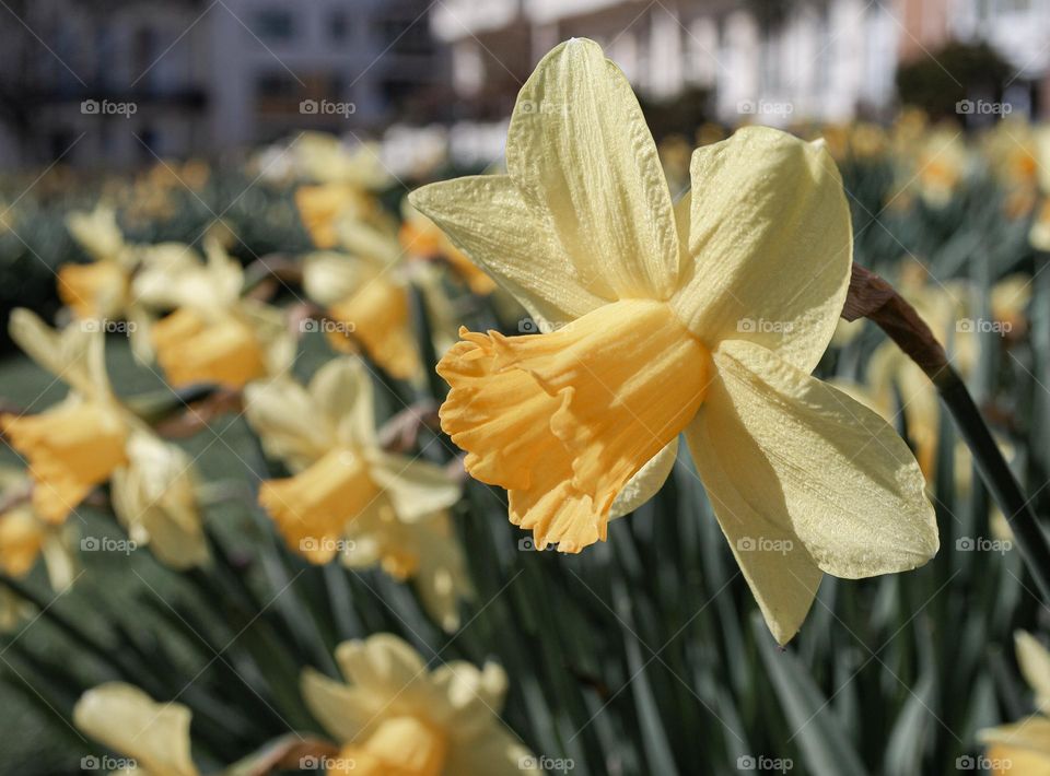 Daffodils in the bright sun, in a park