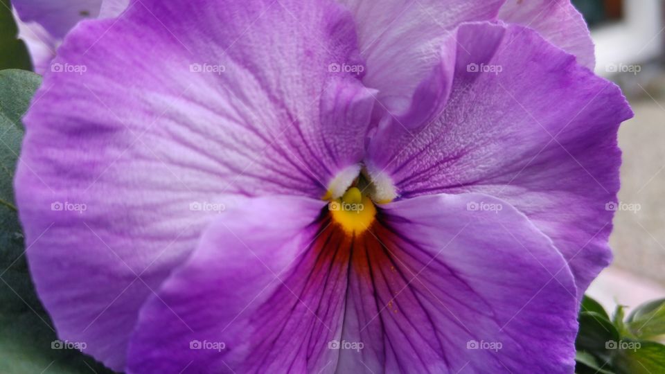 Close-up macro of purple violet flower