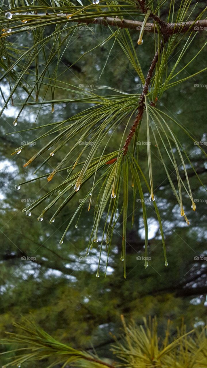 forest in the rain