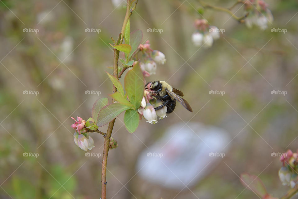 Bumblebee on Blueberry Blossum