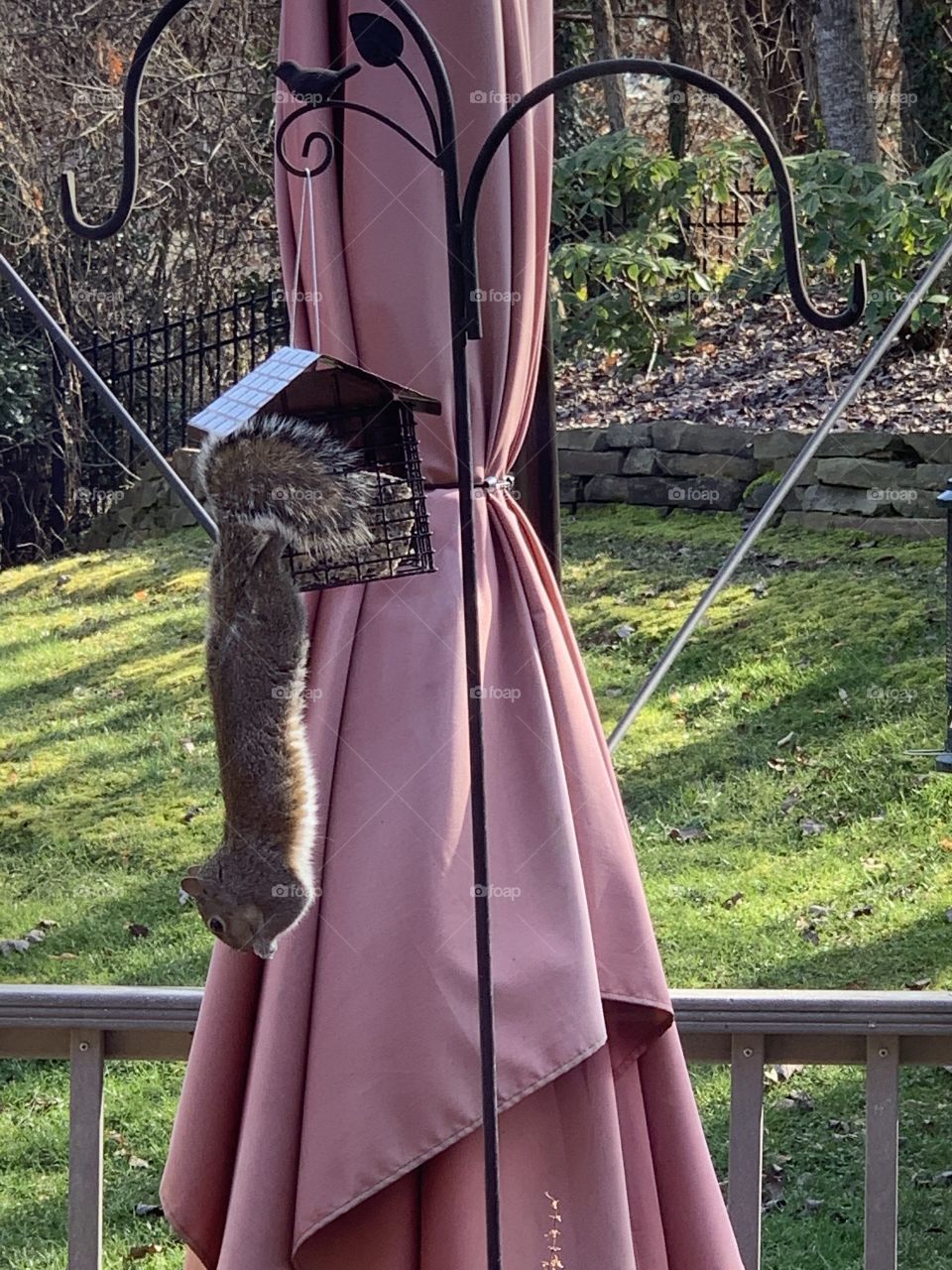 Squirrel on a bird feeder 