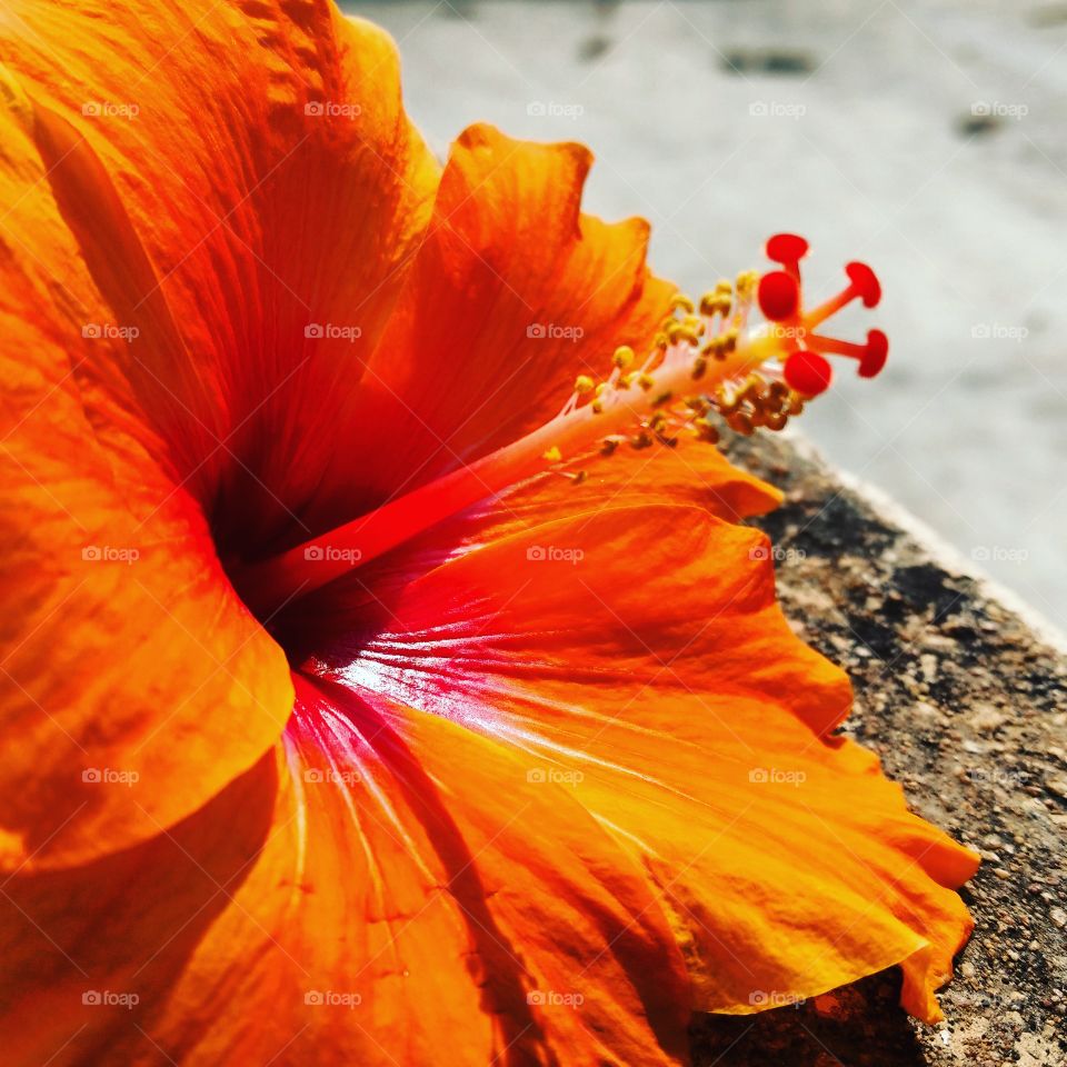 #flowersofinstagram #flowers #flowerpower #flowerlover #ig_flowers #beautifuldestinations #bdteam #wonderful_places #fantastic_earth #beautifulplaces #amazingplace #bestvacations #bestoftheday #photooftheday  #turkishfollowers #allshotsturkey #vscoturkey #likers #followers #sunset #sunset_vision #instagramphotos #cloudporn #instagramhub #earthpix #floral #florist