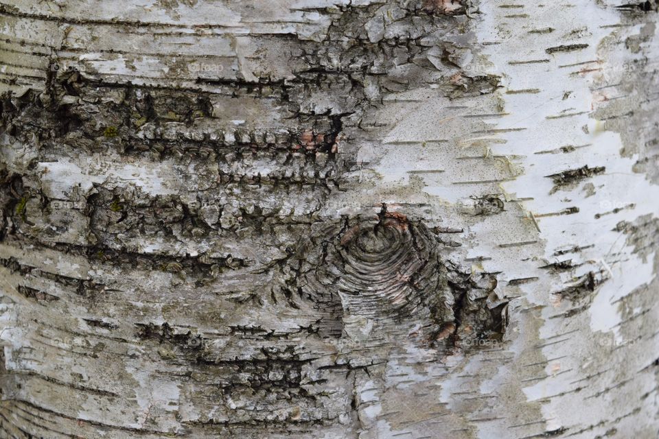 Seeing Beauty in Bark