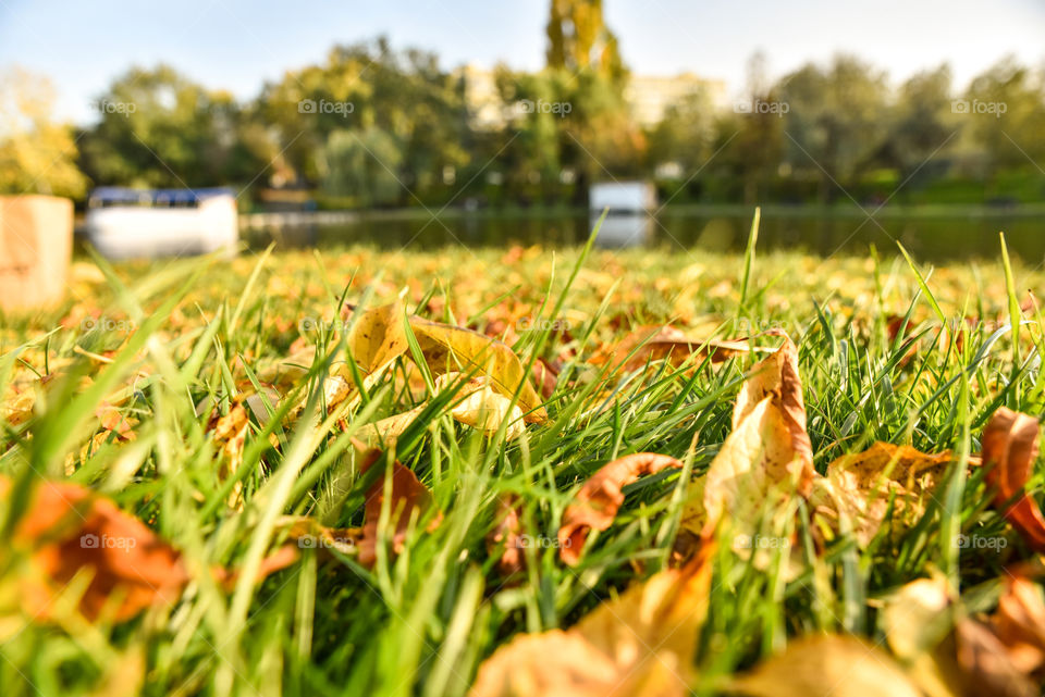 Leaves on the grass