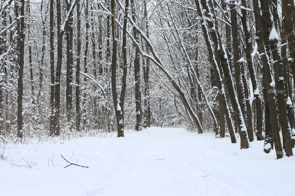 forest winter