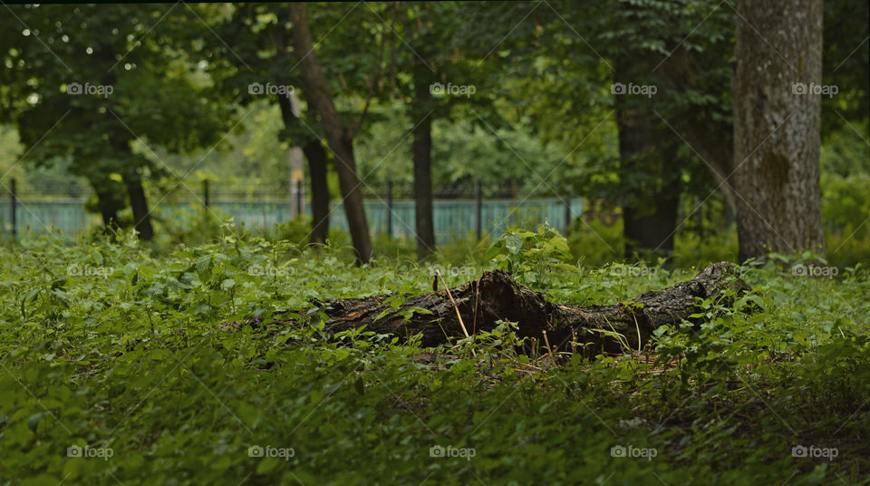 a log on the grass