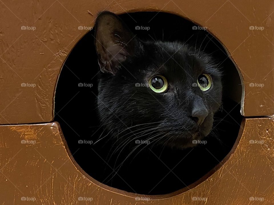 A black cat looking through a round hole in a brown painted wooden box
