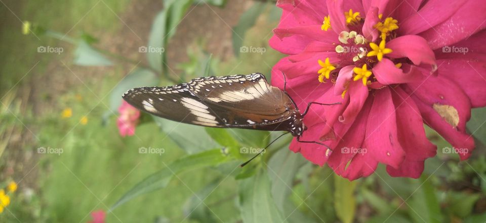 Beautiful butterfly on the flower