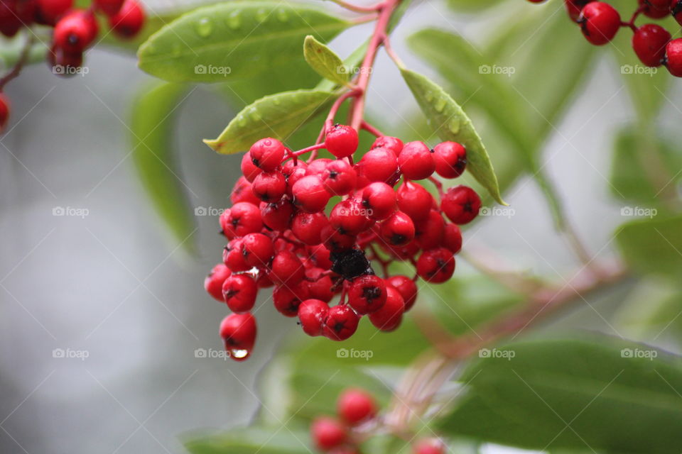Berries Red