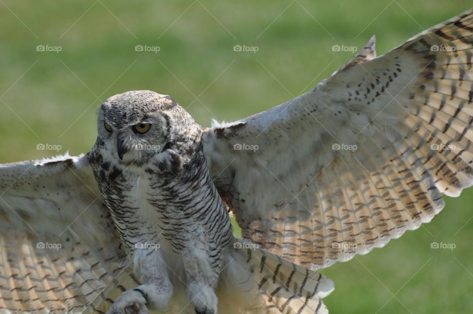 Magnificent owl