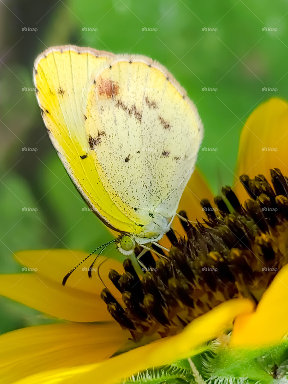 Eurema lisa, commonly known as the little yellow, little sulphur or little sulfur