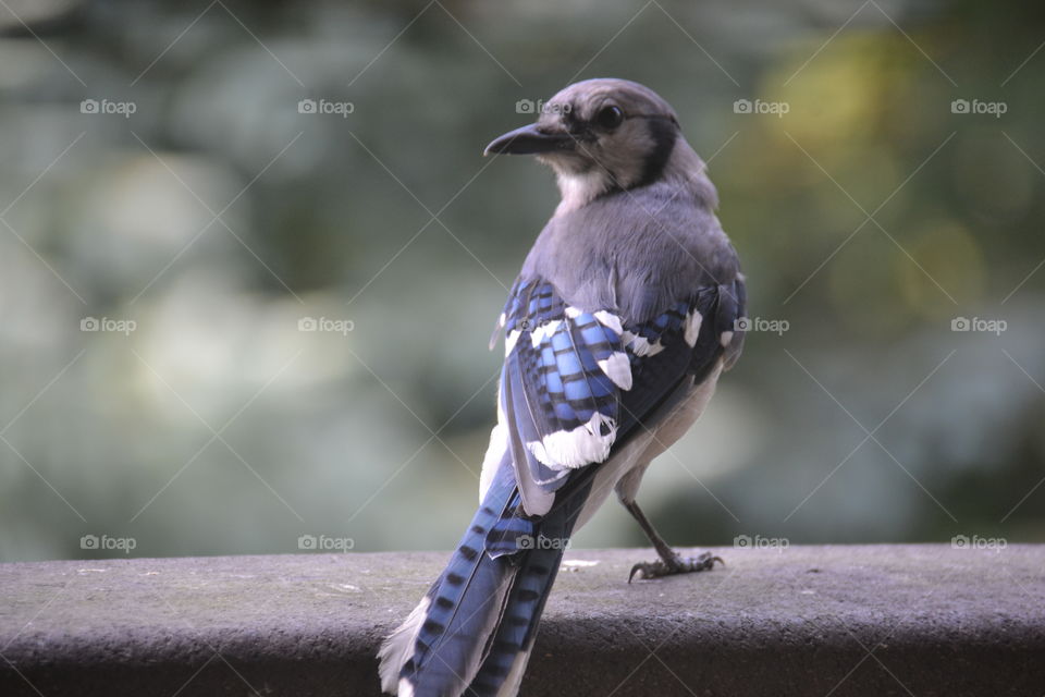 bluejay portrait